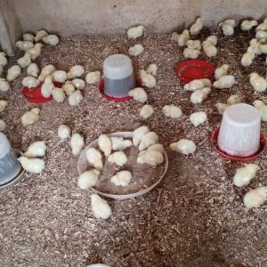 Broiler Chicken