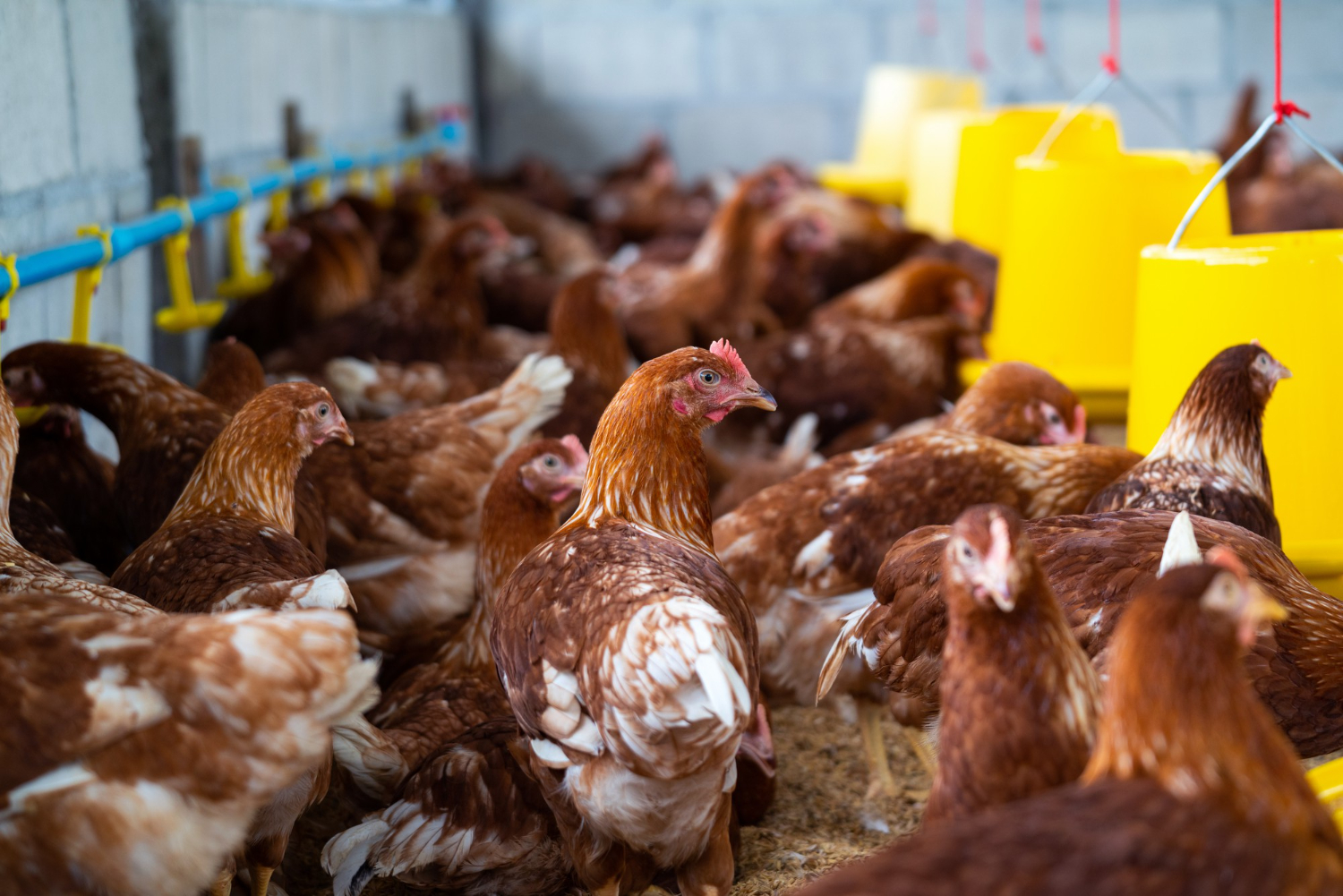 Farm Chickens