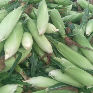 Sweet Corn