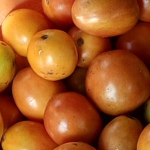 Tomatoes